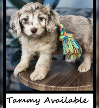 Tammy Cavapoo Puppy For Sale
