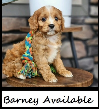 Barney Cavapoo Puppy For Sale