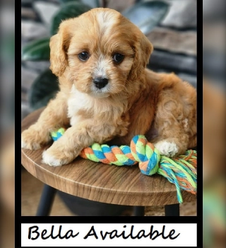 Bella Cavapoo Puppy For Sale