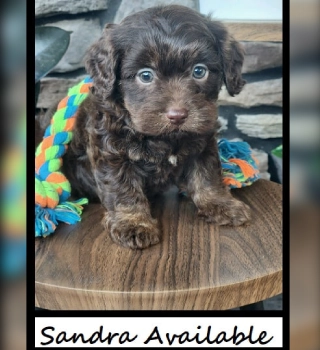 Sandra Cavapoo Puppy For Sale