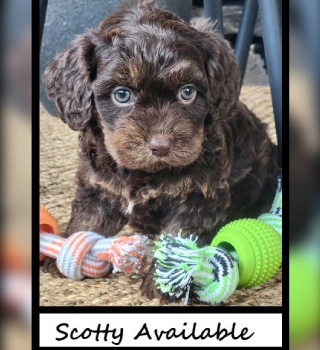 Scotty Cavapoo Puppy For Sale