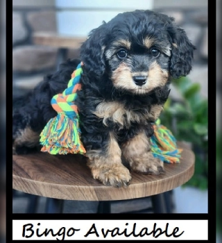 Bingo Cavapoo Puppy For Sale